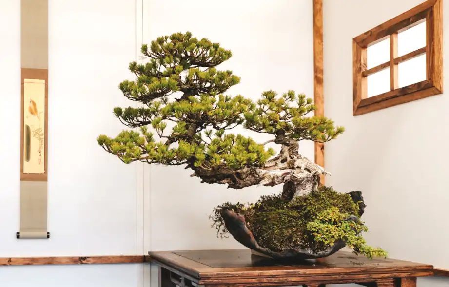 7 Must-Have Bonsai Tools